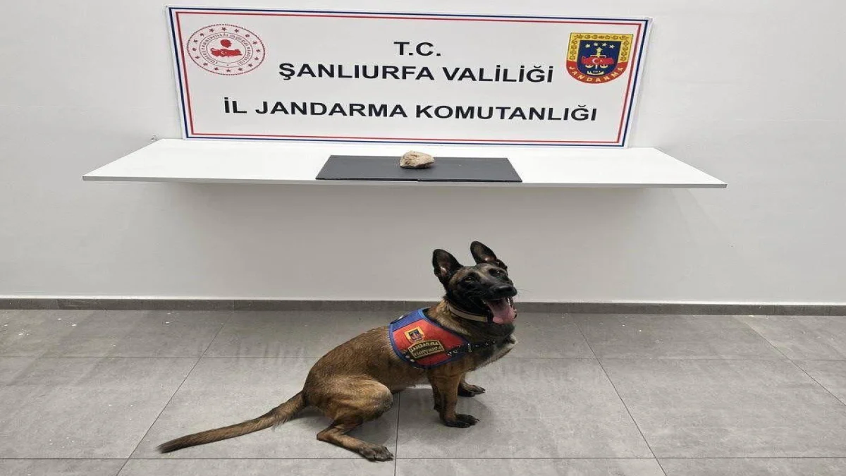 Eyyübiye’de Jandarmadan Narkotik Operasyonu: 1 Tutuklama