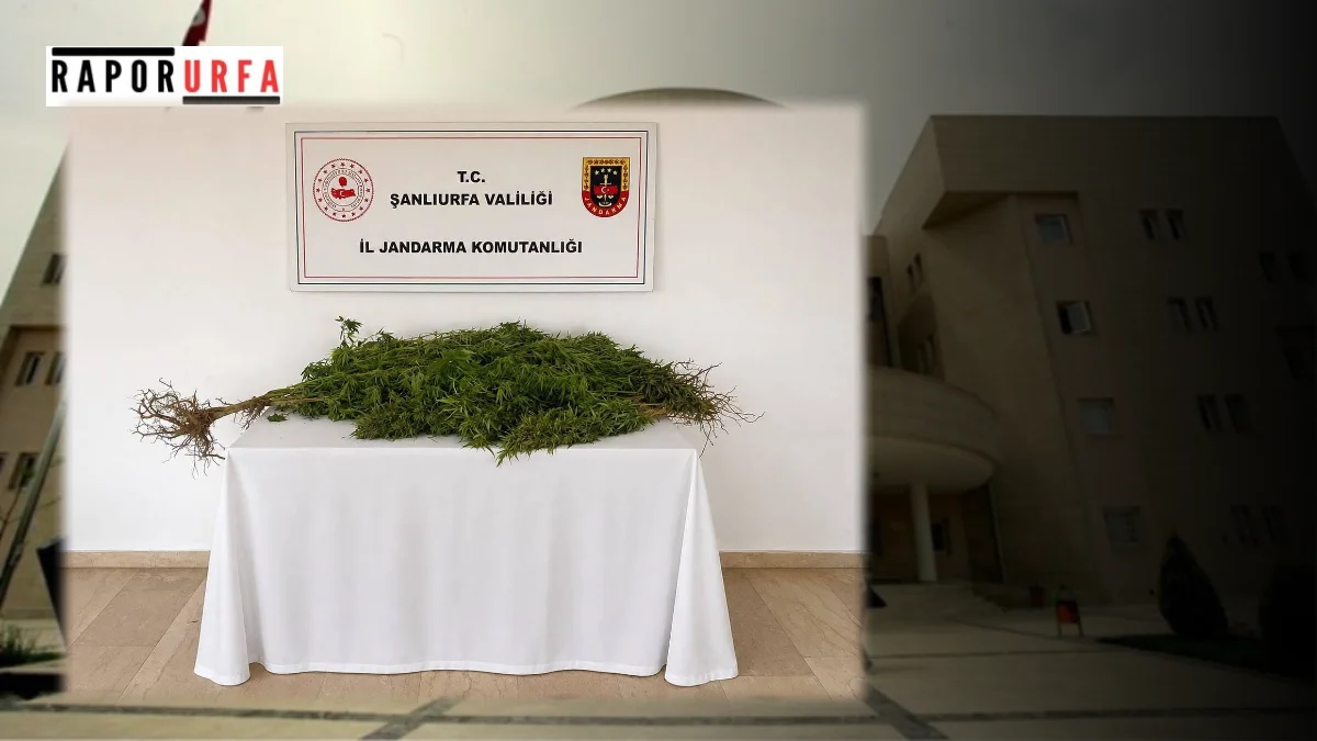 Şanlıurfa’da Kenevir Operasyonu: 8 Kök Ele Ge geçirildi