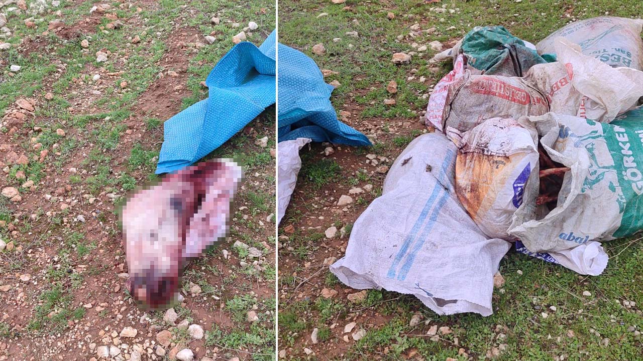 Şanlıurfa OSB’de Şok Görüntü: At Kafası ve İç Organları Bulundu