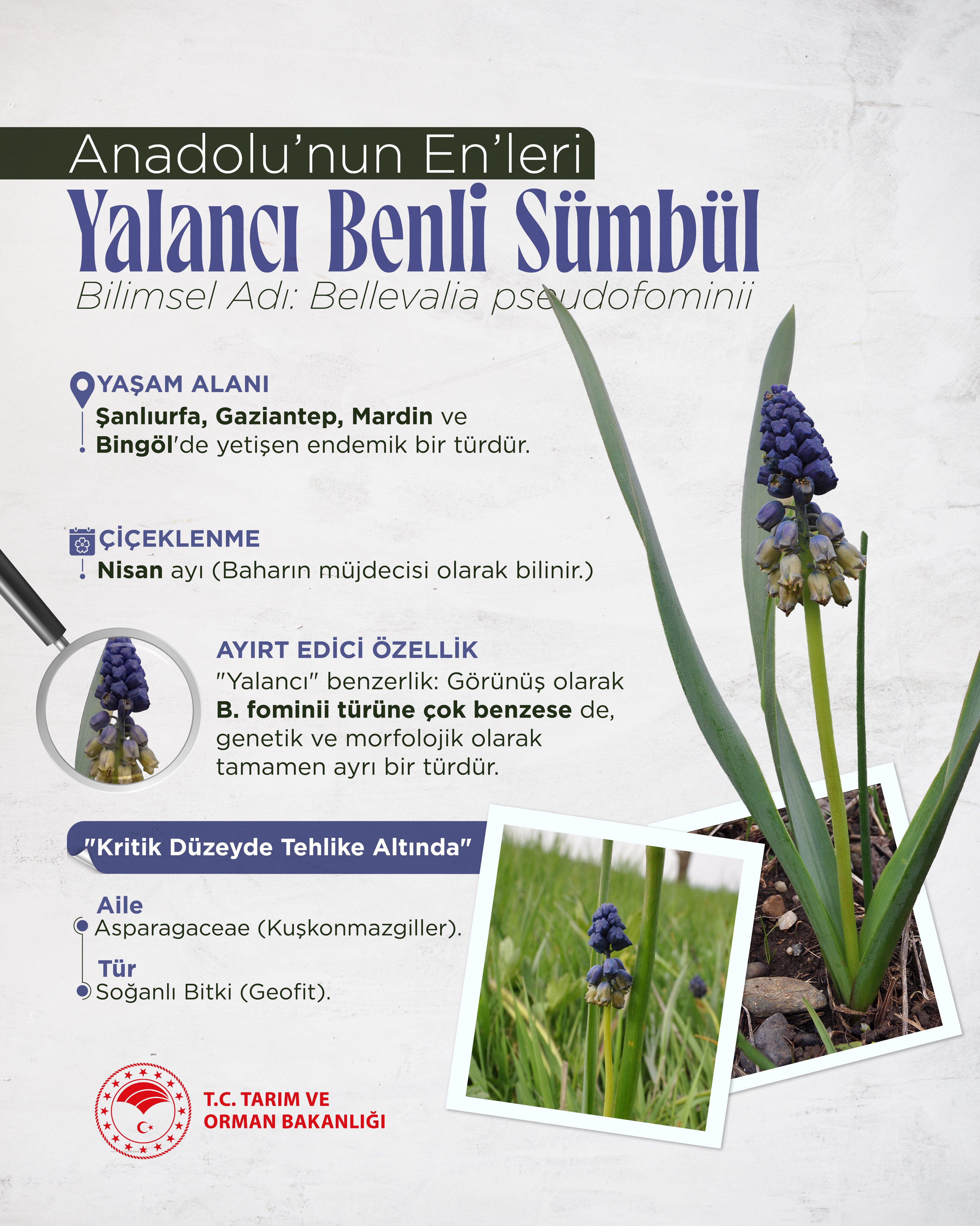 Şanlıurfa’da Yetişen Endemik Güzellik: Yalancı Benli Sümbül Koruma Altında