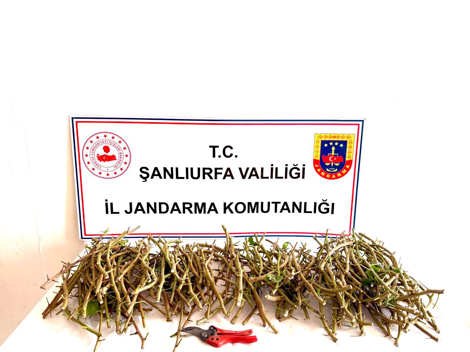 Devriye Gezen Jandarmadan Kaçamadılar