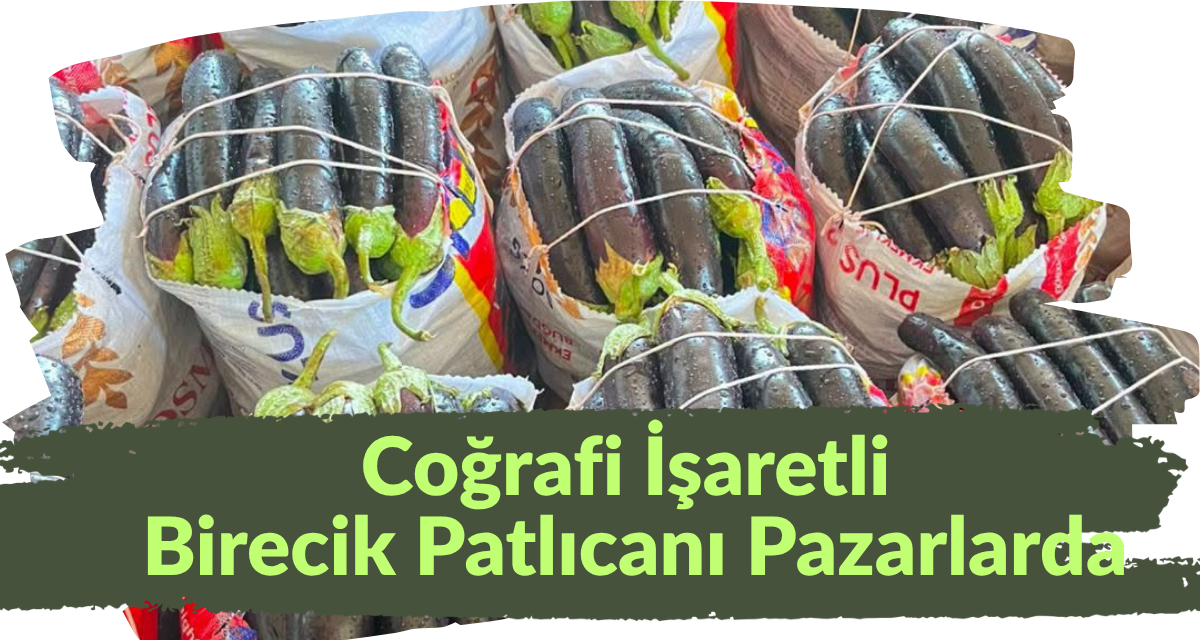 Coğrafi İşaretli Birecik Patlıcanı Pazarlarda: Kebap Ustalarının "Lezzet Sırrı" Raflarda