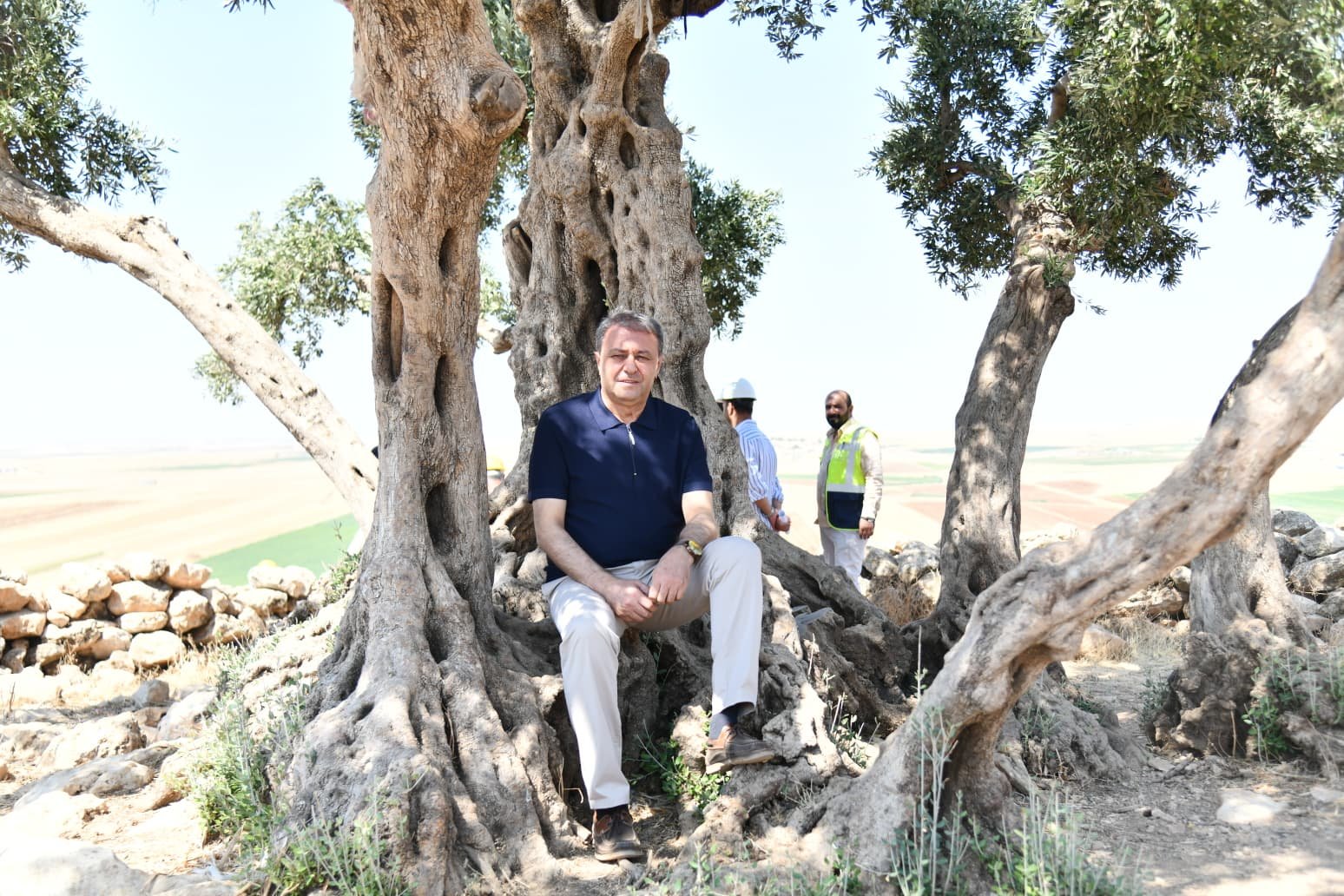 Vali Şıldak Sözünü Tuttu: 13 Asırlık Anıt Zeytin Ağacı Turizme Kazandırılıyor